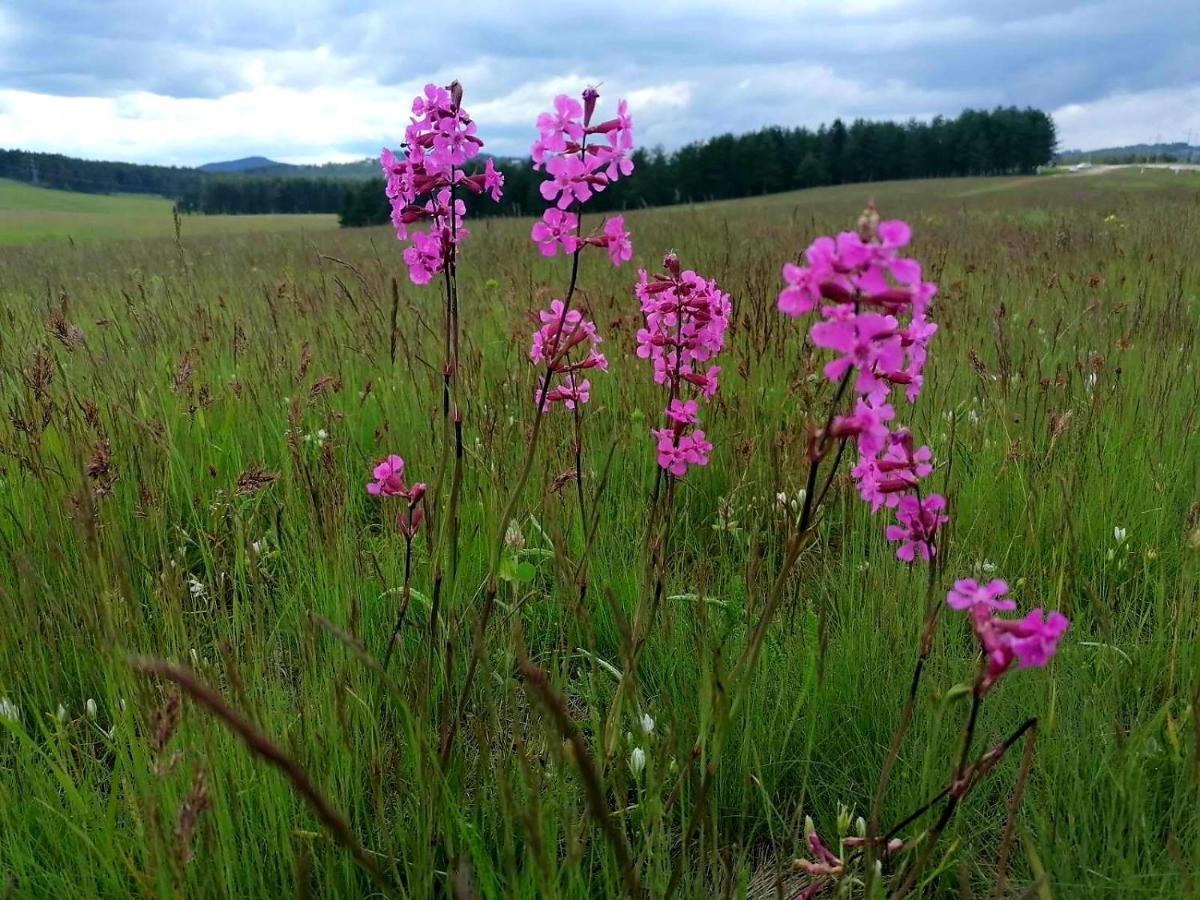 Zlatibor Hills Royal Lägenhet Exteriör bild